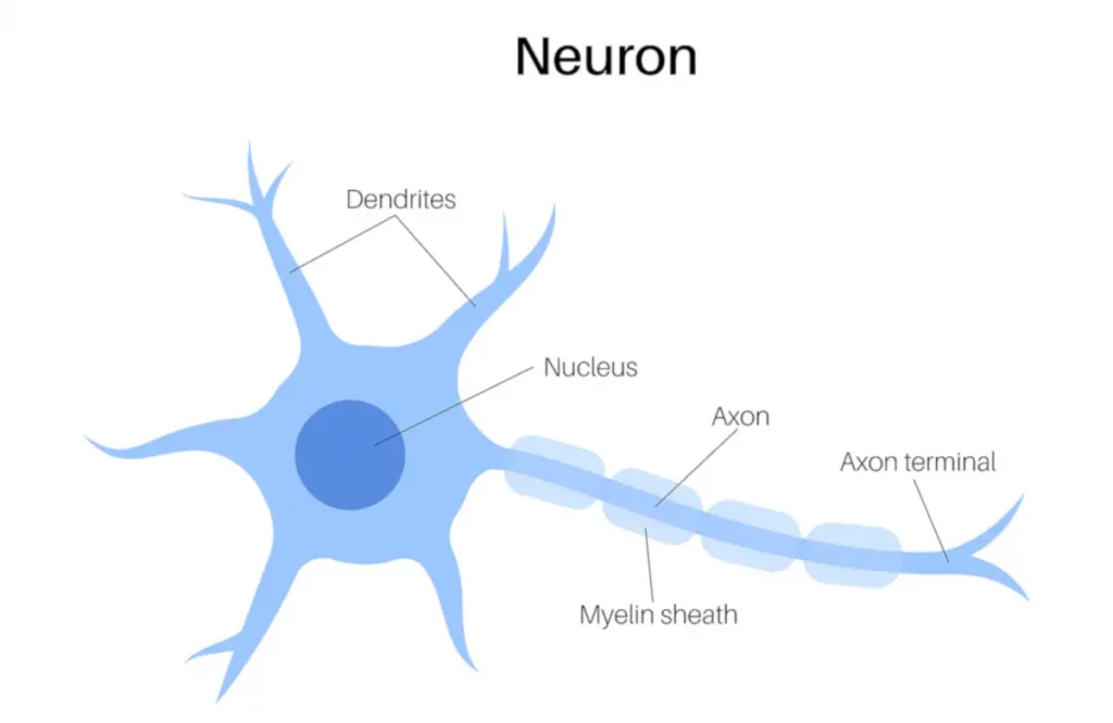 Anatomia di un Neurone del cervello - Bigstock 455215601