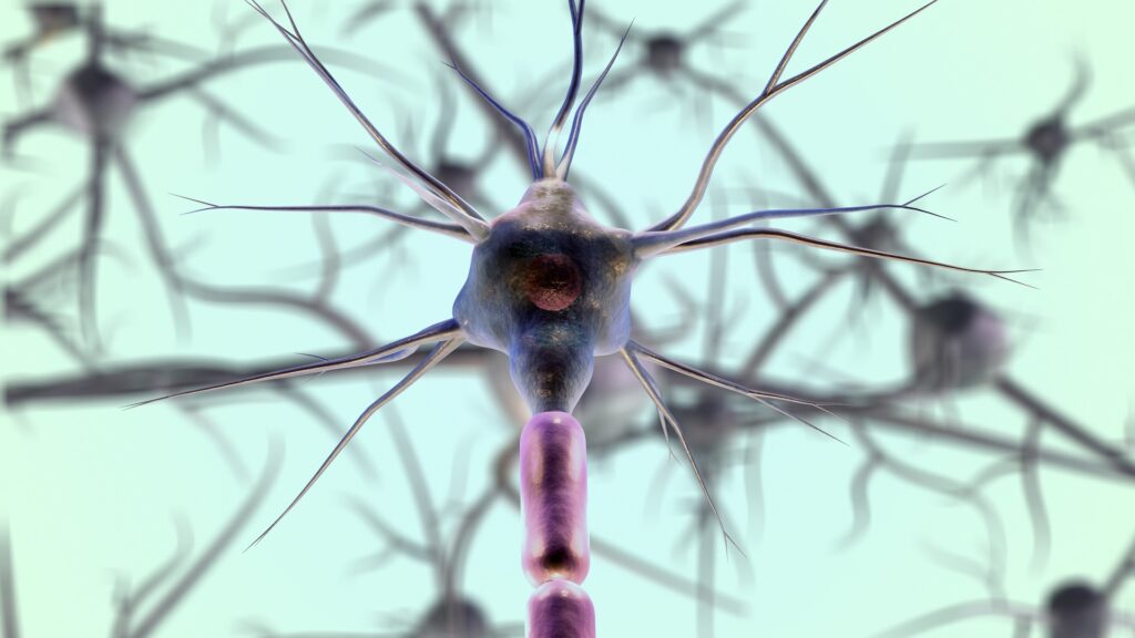 Il pruning neuronale può influenzare la regolazione delle emozioni e il comportamento sociale