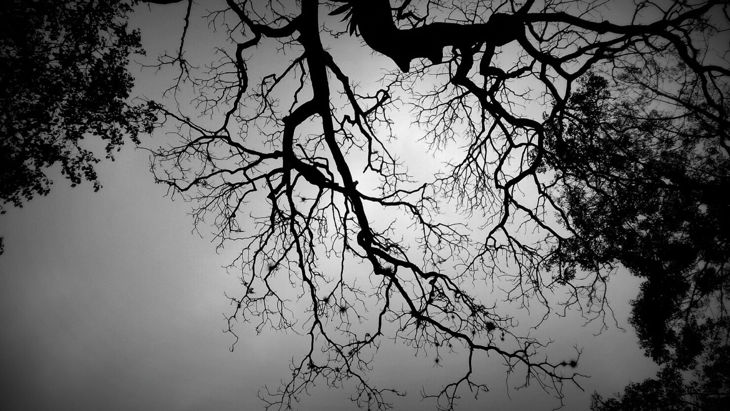 Pruning Neuronale e adolescenza